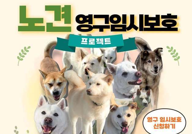 "병원비는 우리가 낼게요"…15살 보호소 노견들 가족 찾기 나섰다