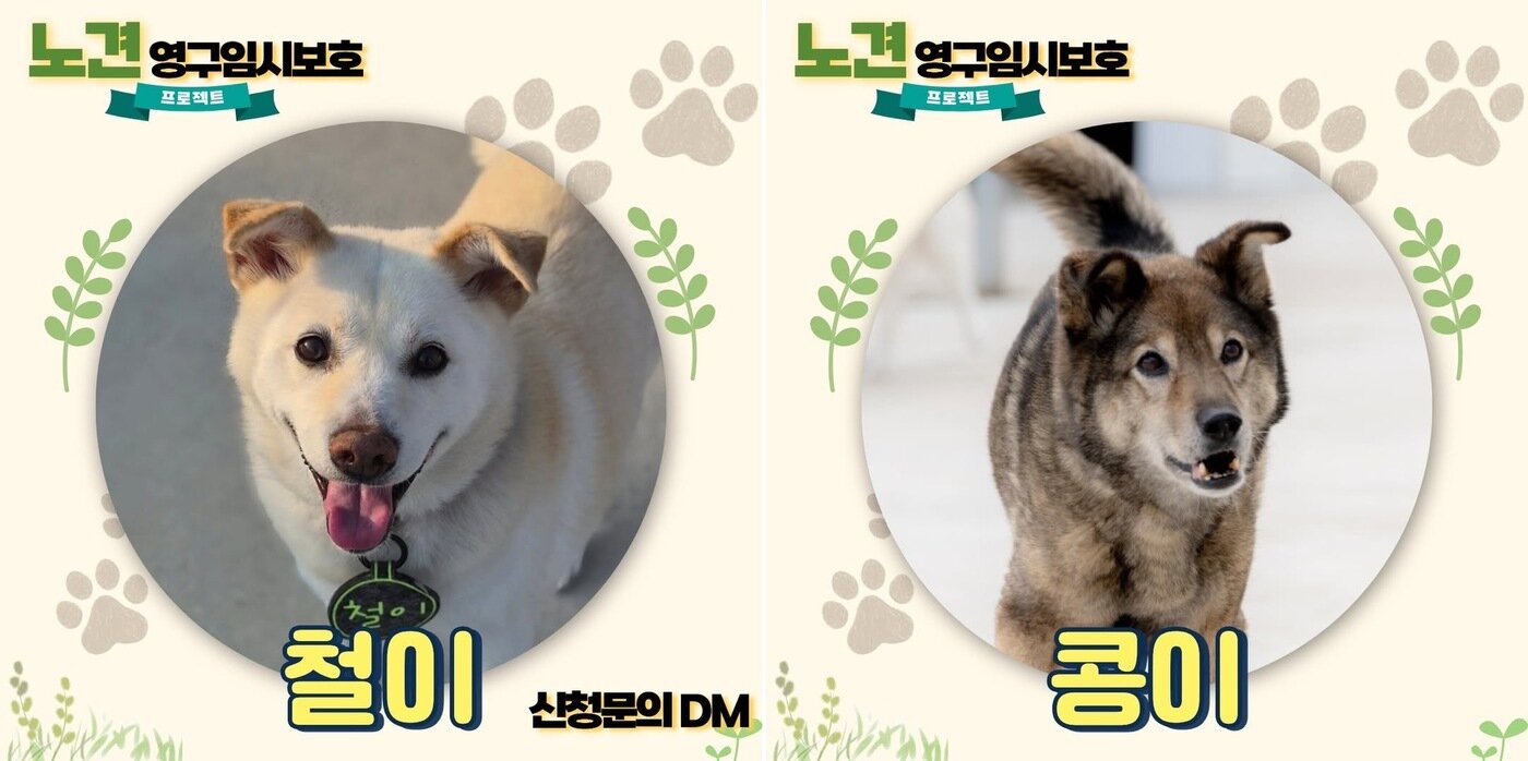 본문 이미지 - 영구 임시보호 프로젝트 대상견(빅독포레스트 공식 인스타그램) ⓒ 뉴스1