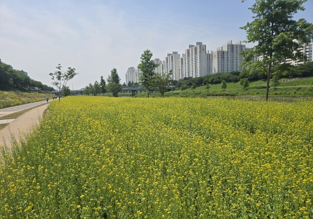 금천구, 안양천에 4000㎡ 유채꽃밭 조성…도심 속 힐링 명소로