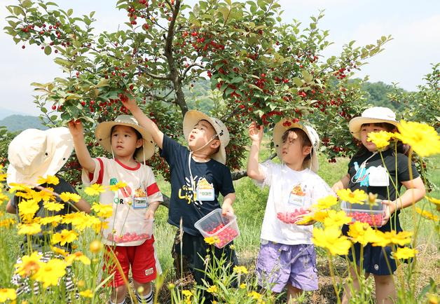 충주 소태면서 오는 11일 보리수 따기 행사 열려