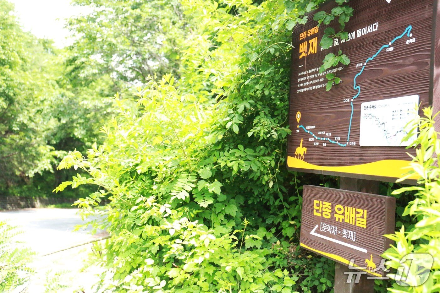 본문 이미지 - 충북 제천시 백운면 화당리 배재 정상에 설치된 '단종 유배길 종합안내판'. 2026.6.9/뉴스1  
