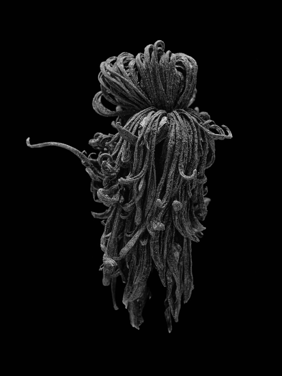 본문 이미지 - 조선희(b. 1971) 〈Black Imago 170823〉 2025 Archival pigment print 100 x 75 cm Courtesy of the artist 이미지 제공: 국제갤러리