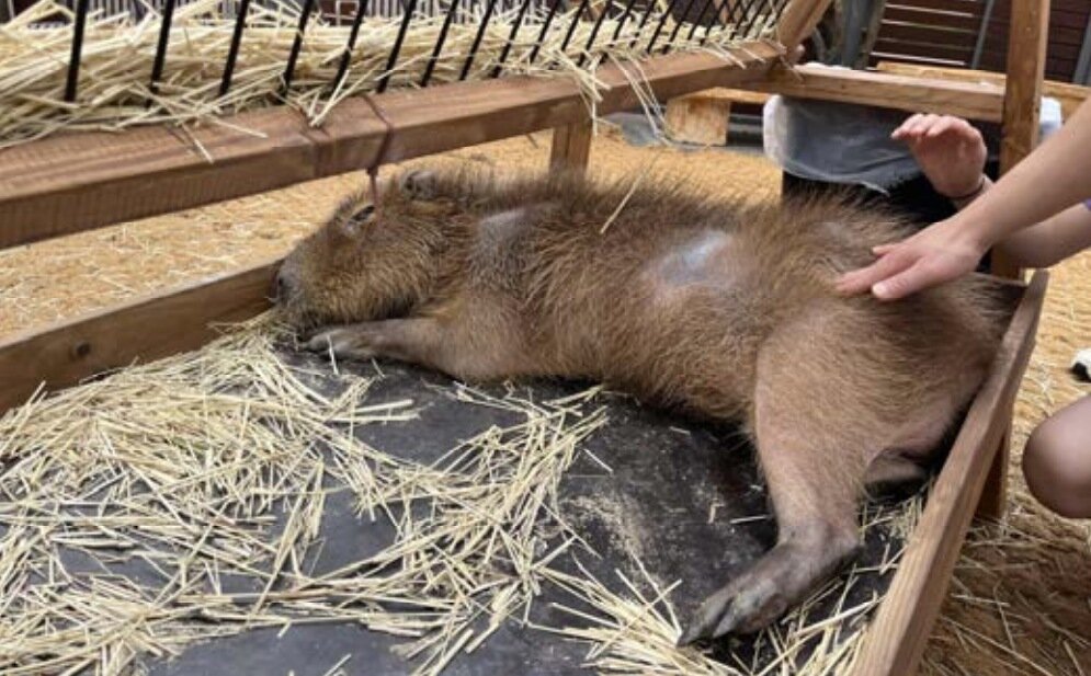 본문 이미지 - 동물원에서 관람객이 탈모 증상을 보이는 카피바라를 만지고 있는 모습(어웨어 제공) ⓒ 뉴스1