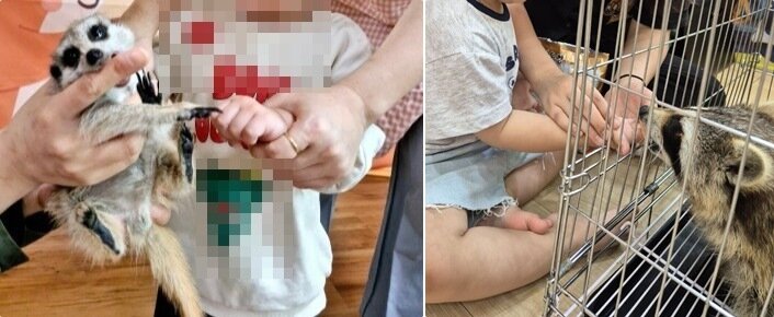 본문 이미지 - 어린이집·유치원에서 미어캣, 라쿤 등 동물 체험이 이뤄지는 모습(어웨어 제공) ⓒ 뉴스1