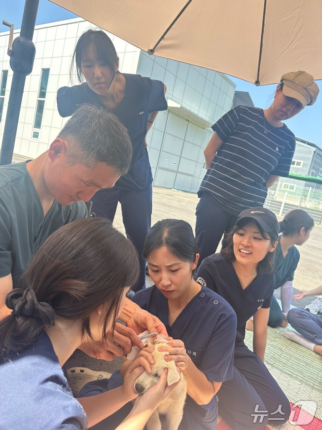 본문 이미지 - 보호소 봉사하는 전국수의과대학봉사동아리연합회 회원들(연합회 제공) ⓒ 뉴스1