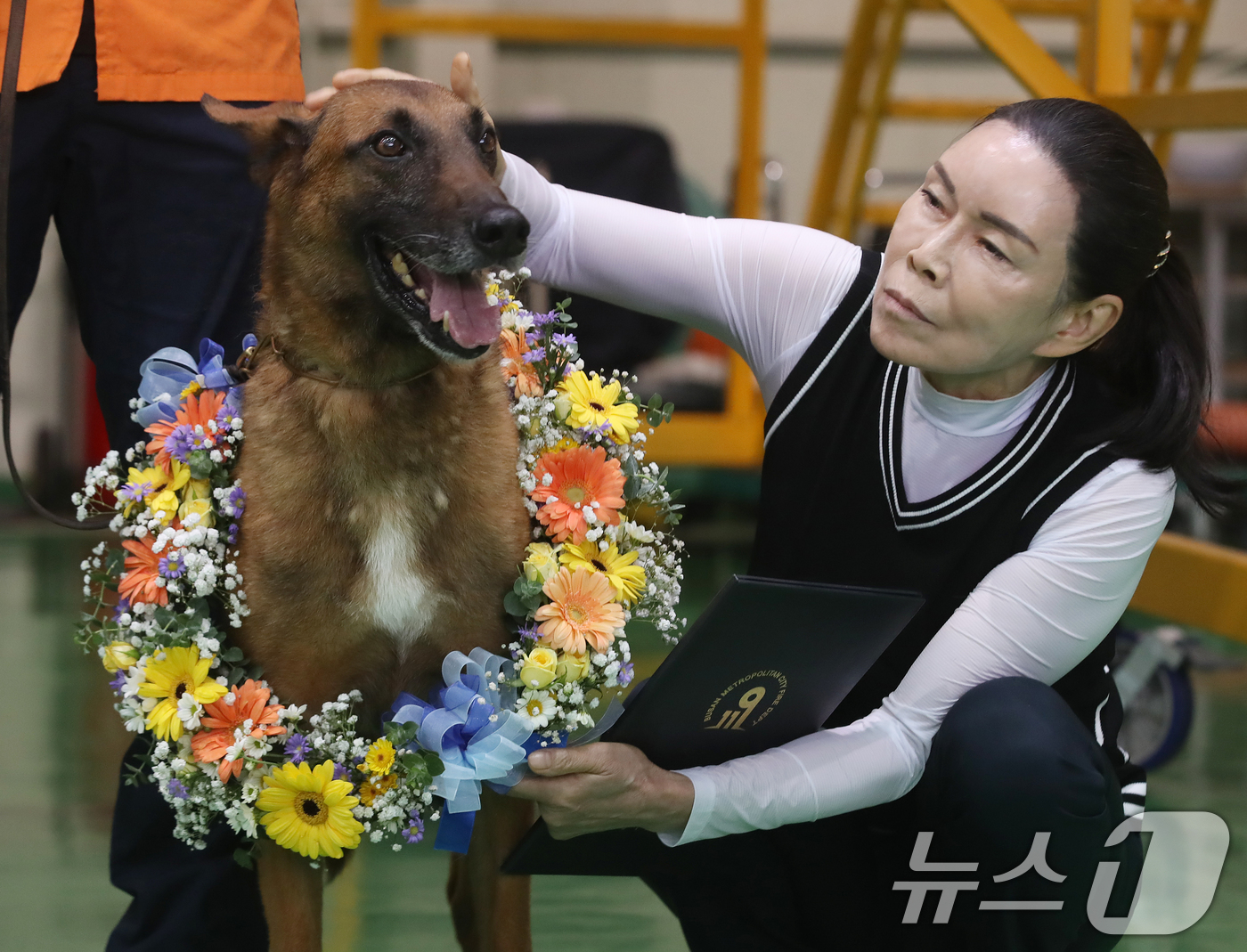 (부산=뉴스1) 윤일지 기자 = 1일 부산 해운대구 부산소방재난본부 119특수대응단에서 열린 119인명구조견 '충성' 은퇴식 및 새가족 맞이 행사에서 '충성'이가 새 가족인 윤문자 …