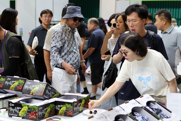 향수옥천 포도·복숭아축제 준비 착착…이달 31일 개막