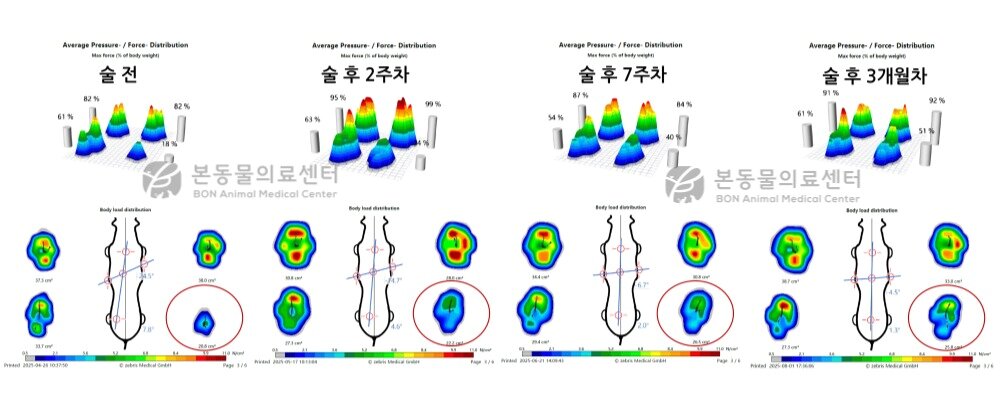 본문 이미지 - TPLO 수술 이후 보행분석기 평가 시 오른쪽 뒷다리의 체중 지지가 뚜렷하게 개선된 모습(본동물의료센터 제공) ⓒ 뉴스1