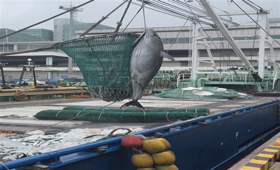 부산시, 참다랑어 첫 직거래 성공…"국산 참다랑어 고소득화 첫걸음"
