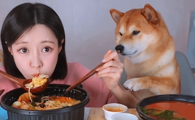 "마라탕 같이 먹었어요"…50만명 홀린 '먹방' 시바견의 인기 비결