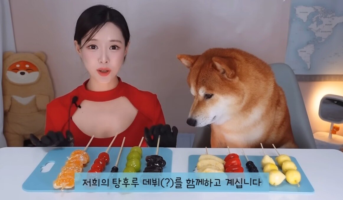 본문 이미지 - 탕후루, 짜장면, 초밥 등 사람 음식과 똑같은 비주얼의 메뉴는 모두 반려견이 먹을 수 있는 재료로 만든 음식이다(유튜브 채널 지유개 갈무리). ⓒ 뉴스1