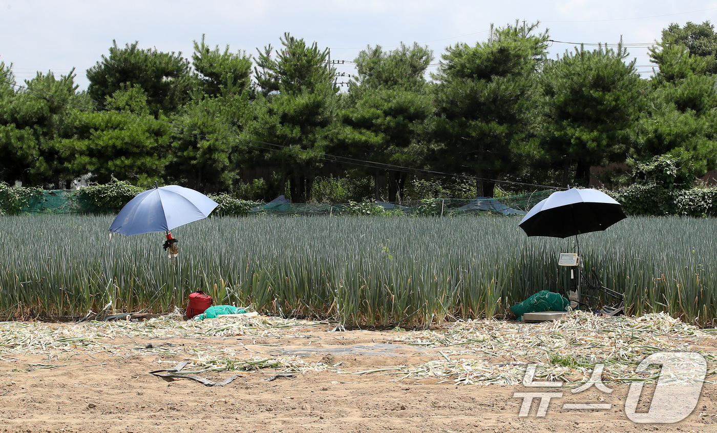 (경산=뉴스1) 공정식 기자 = 경북 경산과 포항에 사상 첫 '폭염중대경보'가 발령된 12일 오후 뙤약볕에 내리쬐는 경산시 한 파밭에 대파 수확이 중단돼 파라솔만 덩그러니 놓여 있 …