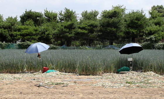 사상 첫 '폭염 중대경보'…정부, 취약계층 보호·야외작업 점검 총력