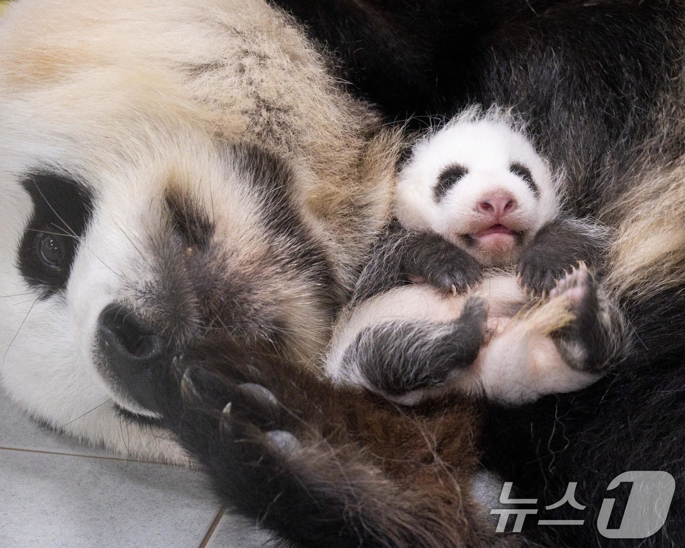 (서울=뉴스1) = 에버랜드가 지난달 판다월드에서 태어난 판다 가족의 막내 아기 판다의 이름을 지어주기 위한 전국민 공모를 13일부터 진행한다.아기 판다는 최근 판다의 특징인 검은 …