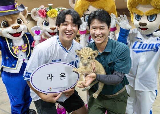본문 이미지 - 라온이라는 이름은 삼성라이온즈 투수 양창섭 선수가 지었다. "씩씩하게 자라 언젠가 에버랜드 사파리를 호령하는 진정한 사파리의 왕이 되길 바란다"는 의미를 담았다.(삼성물산 리조트부문 제공. 재판매 및 DB금지) 2026.7.14 ⓒ 뉴스1