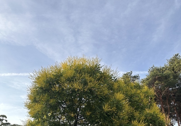 산림과학원, 모감주나무 미토콘드리아 유전체 세계 첫 완전 해독