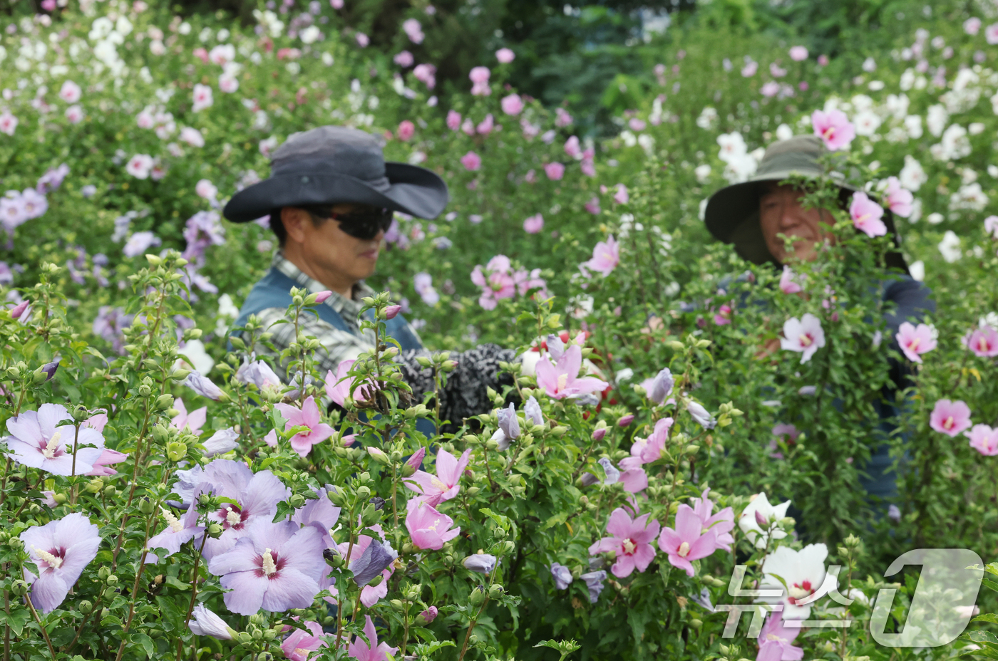 (수원=뉴스1) 김영운 기자 = 제헌절을 사흘 앞둔 14일 경기 수원시 권선구 수원무궁화원에서 관계자들이 무궁화를 돌보고 있다. 2026.7.14/뉴스1