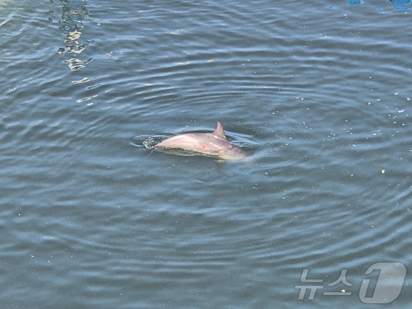 본문 이미지 - 14일 오후 강원 강릉항 요트마리나에서 구조된 남방큰돌고래 '안목이'가 울산 장생포 이송을 앞두고 포획시설 안에서 유영하며 상태를 관찰받고 있다. 2026.7.14 ⓒ 뉴스1 윤왕근 기자