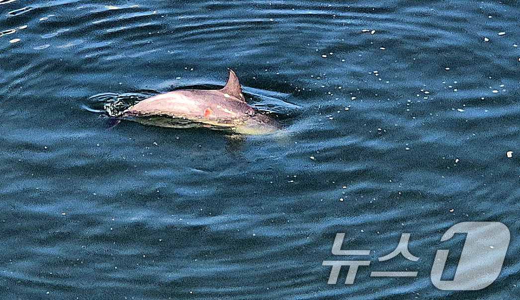 (강릉=뉴스1) 윤왕근 기자 = 14일 오후 강원 강릉항 요트마리나에서 구조된 남방큰돌고래 '안목이'가 울산 장생포 이송에 앞서 포획시설 안에서 안정을 취하고 있다. 2026.7. …