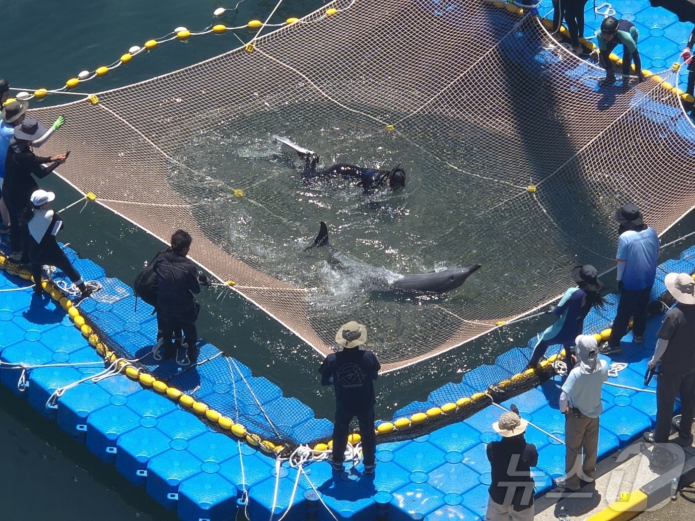 (강릉=뉴스1) 윤왕근 기자 = 15일 오전 강원 강릉항 요트마리나에서 구조팀이 남방큰돌고래 \'안목이\'를 특수 그물망 안에서 포획하고 있다. 사람에게 지나치게 익숙해진 안목이는 …