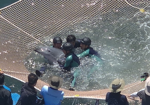 핫핑크돌핀스 "안목이 구조 불가피…제주 아닌 울산 방류 검토해야"