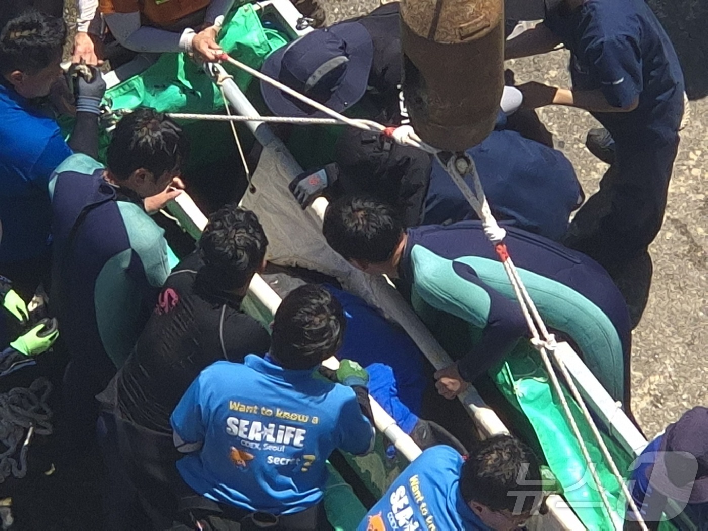 (강릉=뉴스1) 윤왕근 기자 = 15일 오전 강원 강릉항 요트마리나에서 구조팀이 남방큰돌고래 \'안목이\'를 특수 들것으로 옮기고 있다. 구조된 안목이는 울산 장생포로 이송돼 치료 …