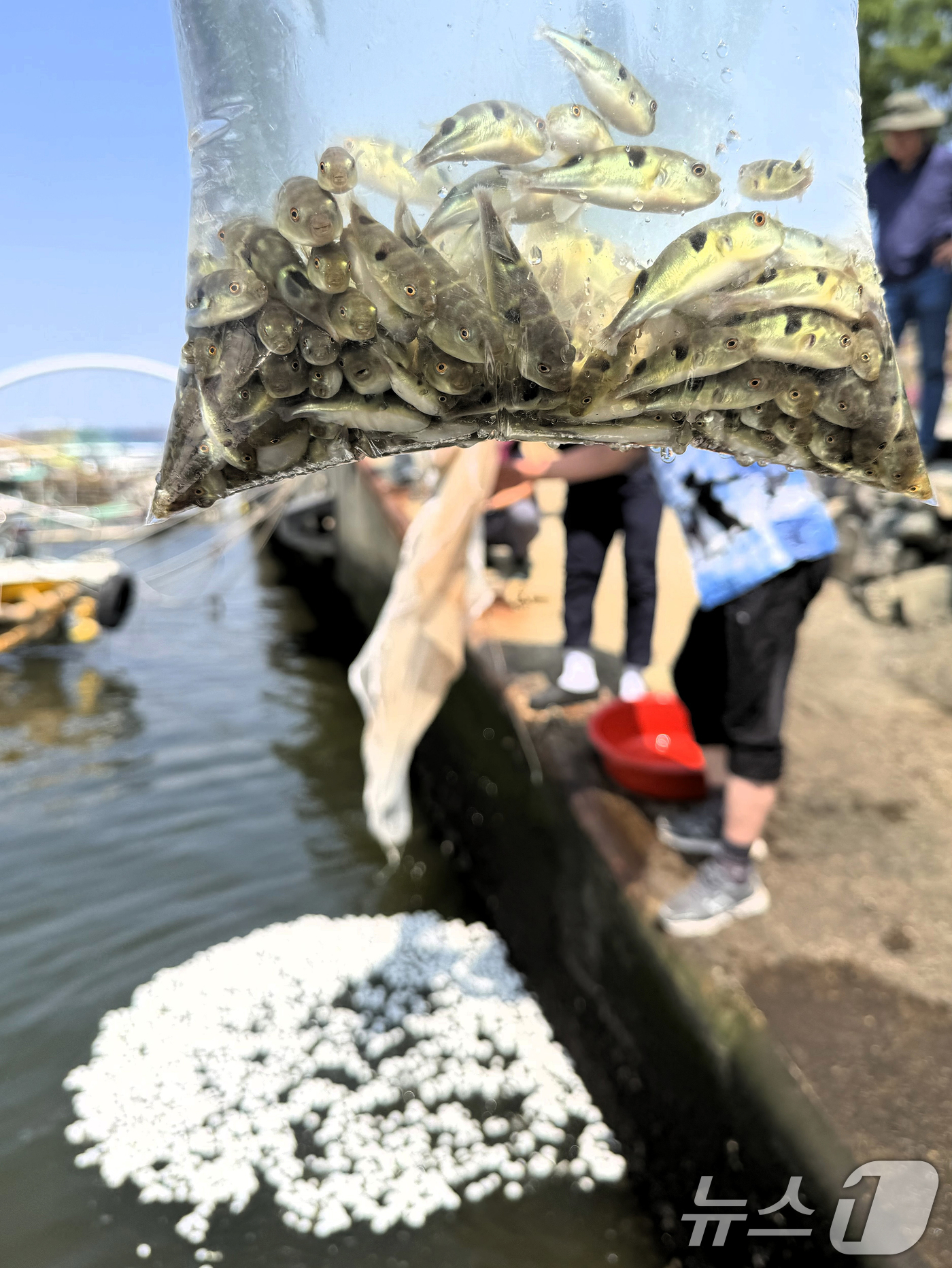 (부산=뉴스1) 윤일지 기자 = 21일 부산 사하구 장림항에서 부산시수산자원연구소 관계자들이 바다에 어린 황복 3만마리를 방류하고 있다.황복은 바다에서 최대 45c㎝까지 성장하며, …