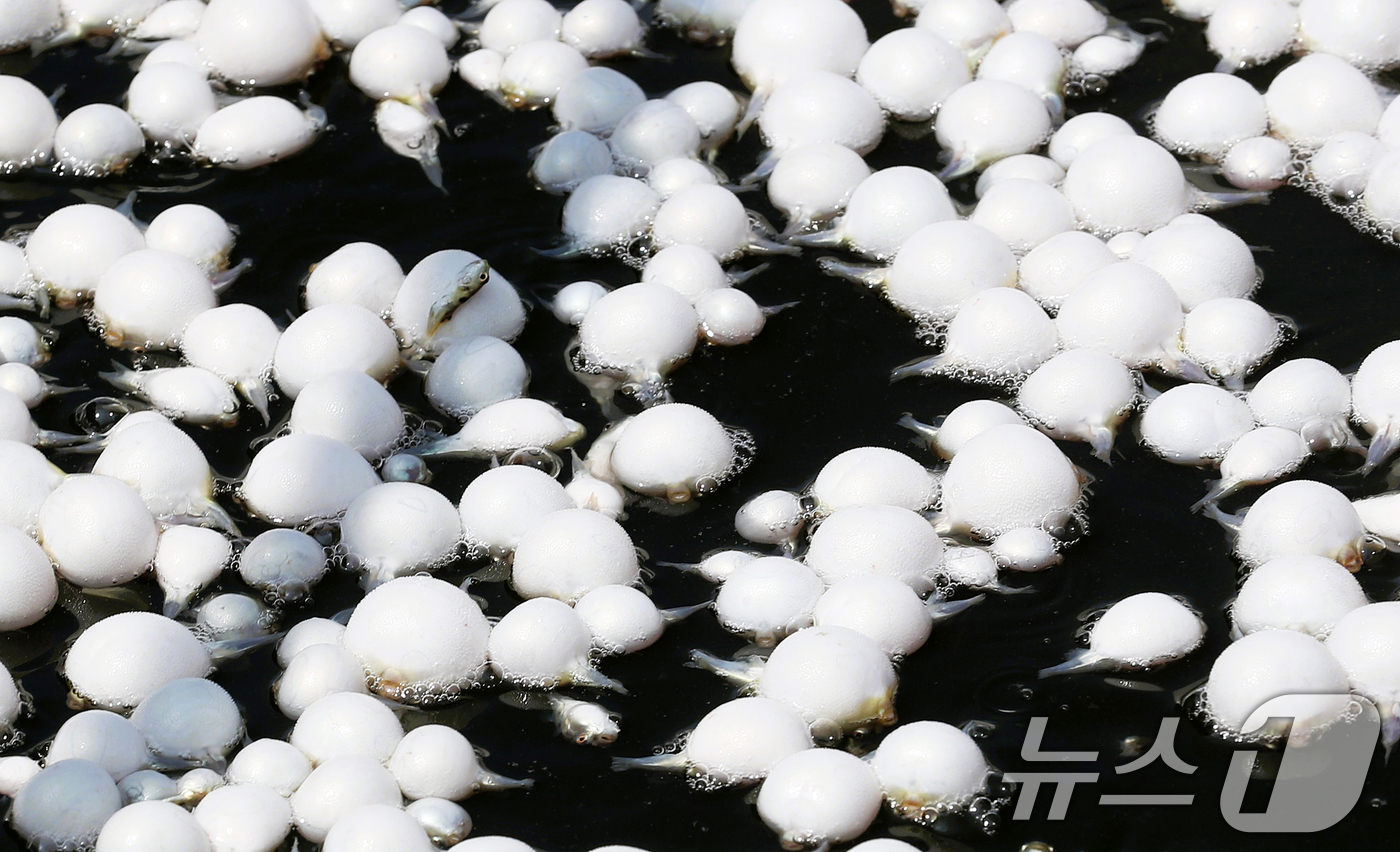 (부산=뉴스1) 윤일지 기자 = 21일 부산 사하구 장림항에서 부산시수산자원연구소 관계자들이 바다에 어린 황복 3만마리를 방류하고 있다.황복은 바다에서 최대 45c㎝까지 성장하며, …