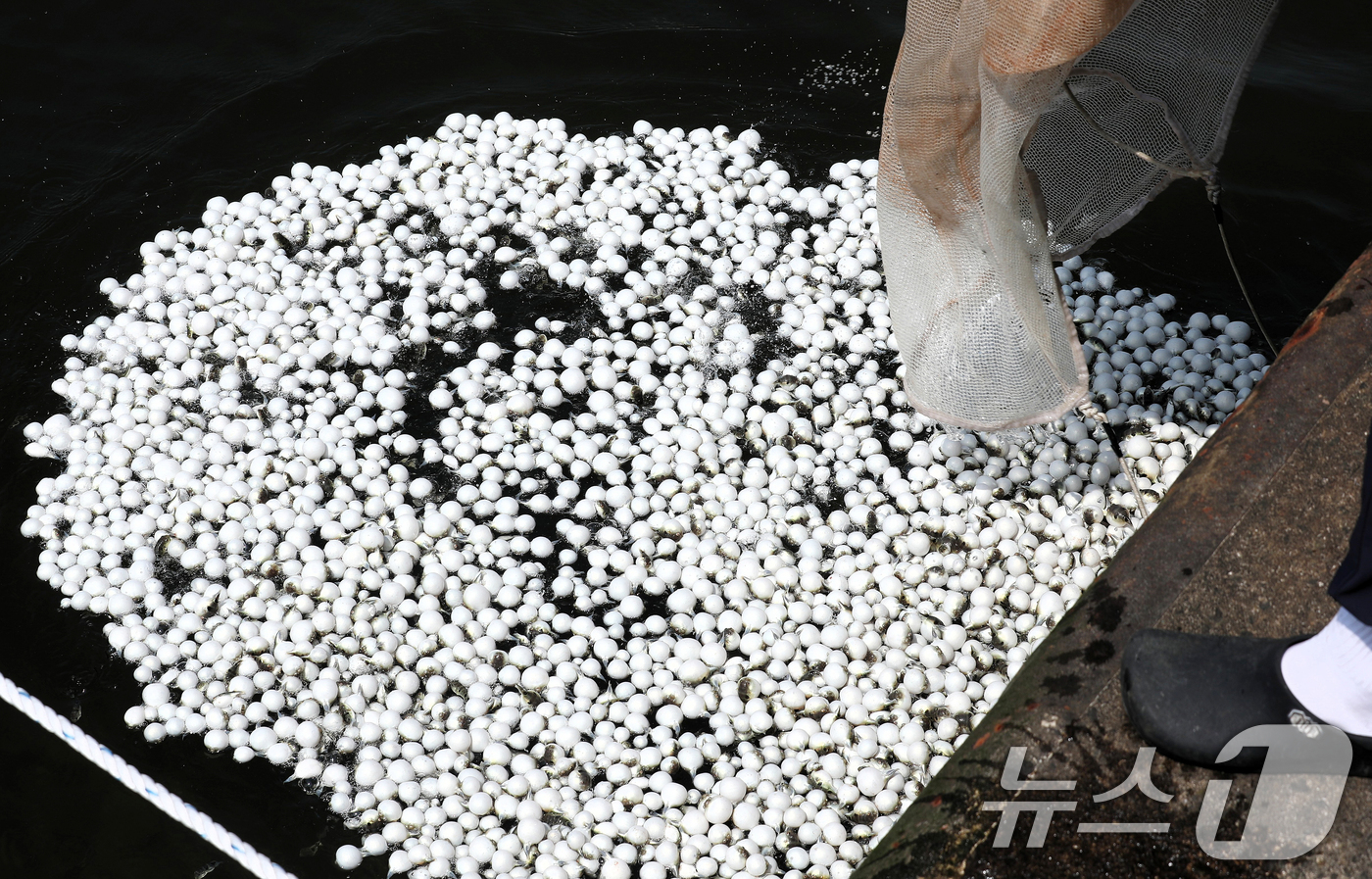 (부산=뉴스1) 윤일지 기자 = 21일 부산 사하구 장림항에서 부산시수산자원연구소 관계자들이 바다에 어린 황복 3만마리를 방류하고 있다.황복은 바다에서 최대 45c㎝까지 성장하며, …