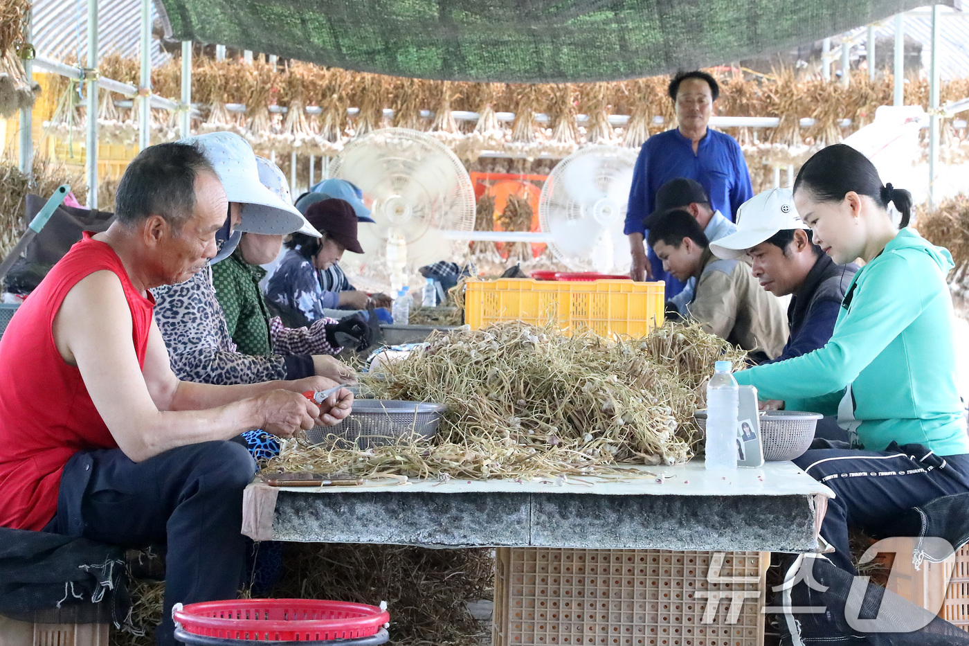 (의성=뉴스1) 공정식 기자 = 15일 경북 의성군 단촌면 마늘 재배 농가에서 결혼이주여성과 외국인 계절근로자들이 마늘종에 달린 '주아'를 손질하고 있다. 육쪽마늘 재배에 꼭 필요 …