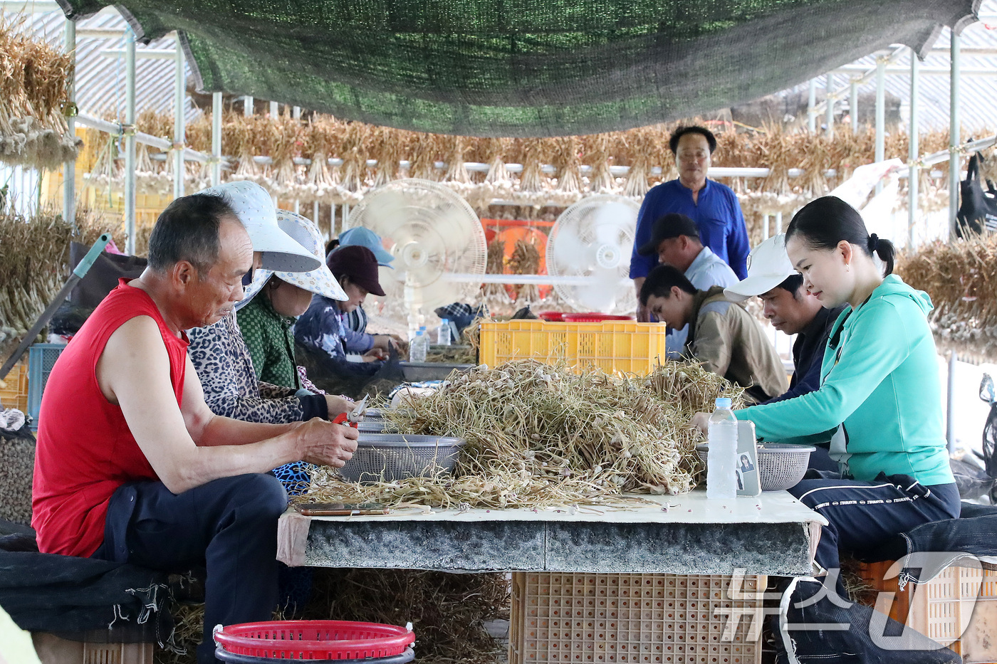 (의성=뉴스1) 공정식 기자 = 15일 경북 의성군 단촌면 마늘 재배 농가에서 결혼이주여성과 외국인 계절근로자들이 마늘종에 달린 '주아'를 손질하고 있다. 육쪽마늘 재배에 꼭 필요 …