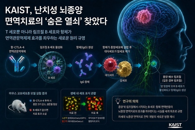 뇌종양 공격하는 새로운 면역 원리 찾았다…차세대 치료 전략 제시
