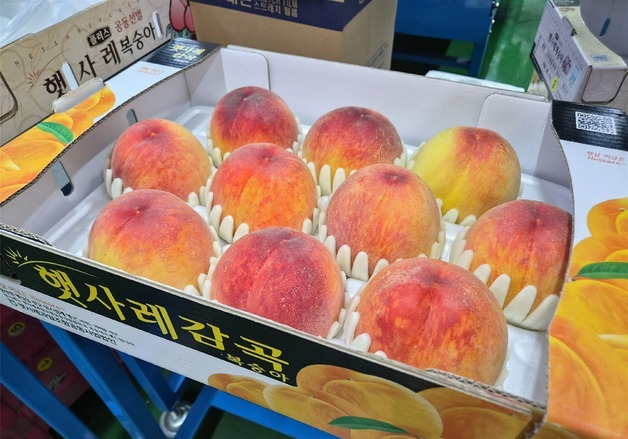 11브릭스 이상 최상품 엄선…음성 햇사레 복숭아 할인 판매