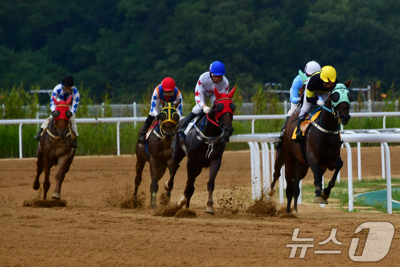 (영천=뉴스1) 최창호 기자 = 18일 오후 경북 영천시 금호읍에 있는 ‘렛츠런파크 영천’에서 열린 7월 실전 최종 리허설에서 경주마들이 전력 질주하고 있다.  2026.7.18/ …