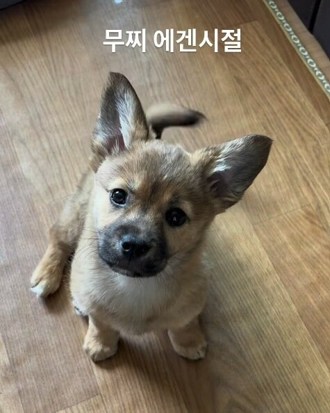 본문 이미지 - 지금보다 더 어린 시절의 무찌(인스타그램 muzzi_zzz 제공) ⓒ 뉴스1