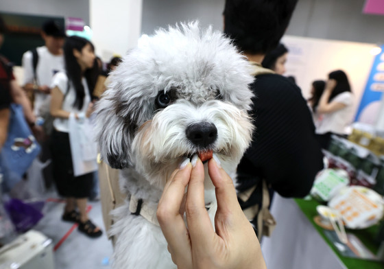 간식 맛보는 강아지
