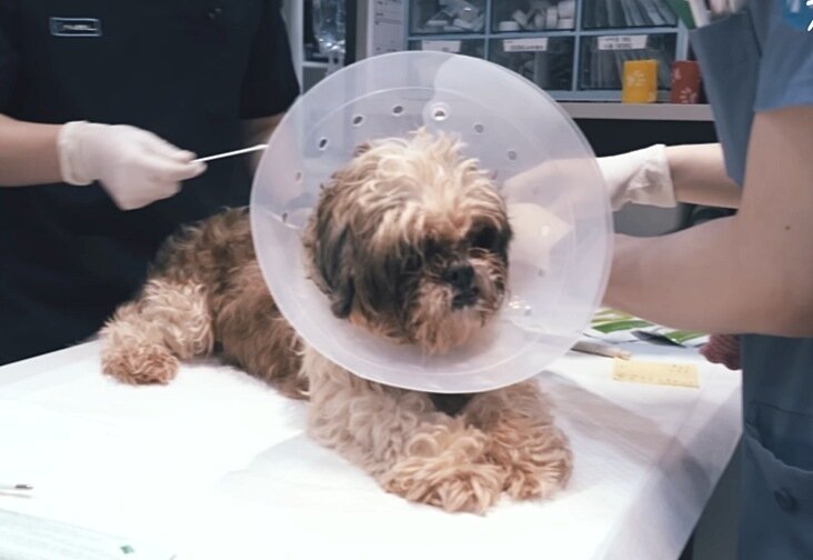 본문 이미지 - 넬동물의료센터 의료진이 절벽에서 구조된 시추 파보 검사를 하고 있다(유튜브 갈무리). ⓒ 뉴스1