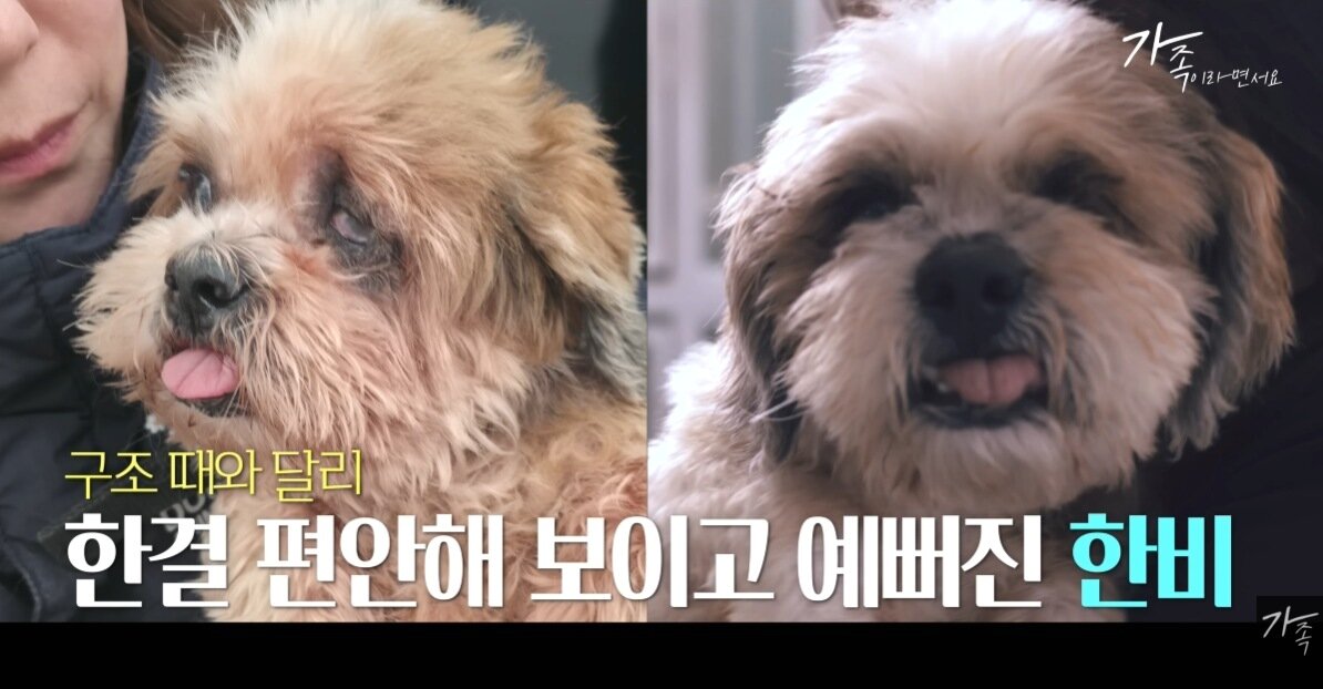 본문 이미지 - 절벽에서 구조된 시추 한비의 치료 전후 모습(유튜브 갈무리) ⓒ 뉴스1