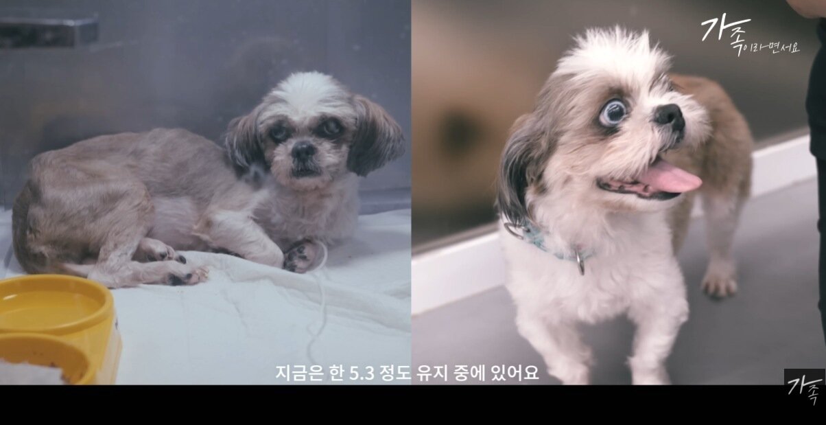본문 이미지 - 절벽에서 구조된 시추 자스민의 치료 전후 모습(유튜브 갈무리) ⓒ 뉴스1