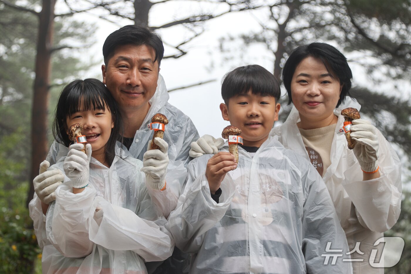 본문 이미지 - 지난해 송이 보물찾기 체험.(양양문화재단 제공, 재판매 및 DB 금지) 2026.7.2/뉴스1