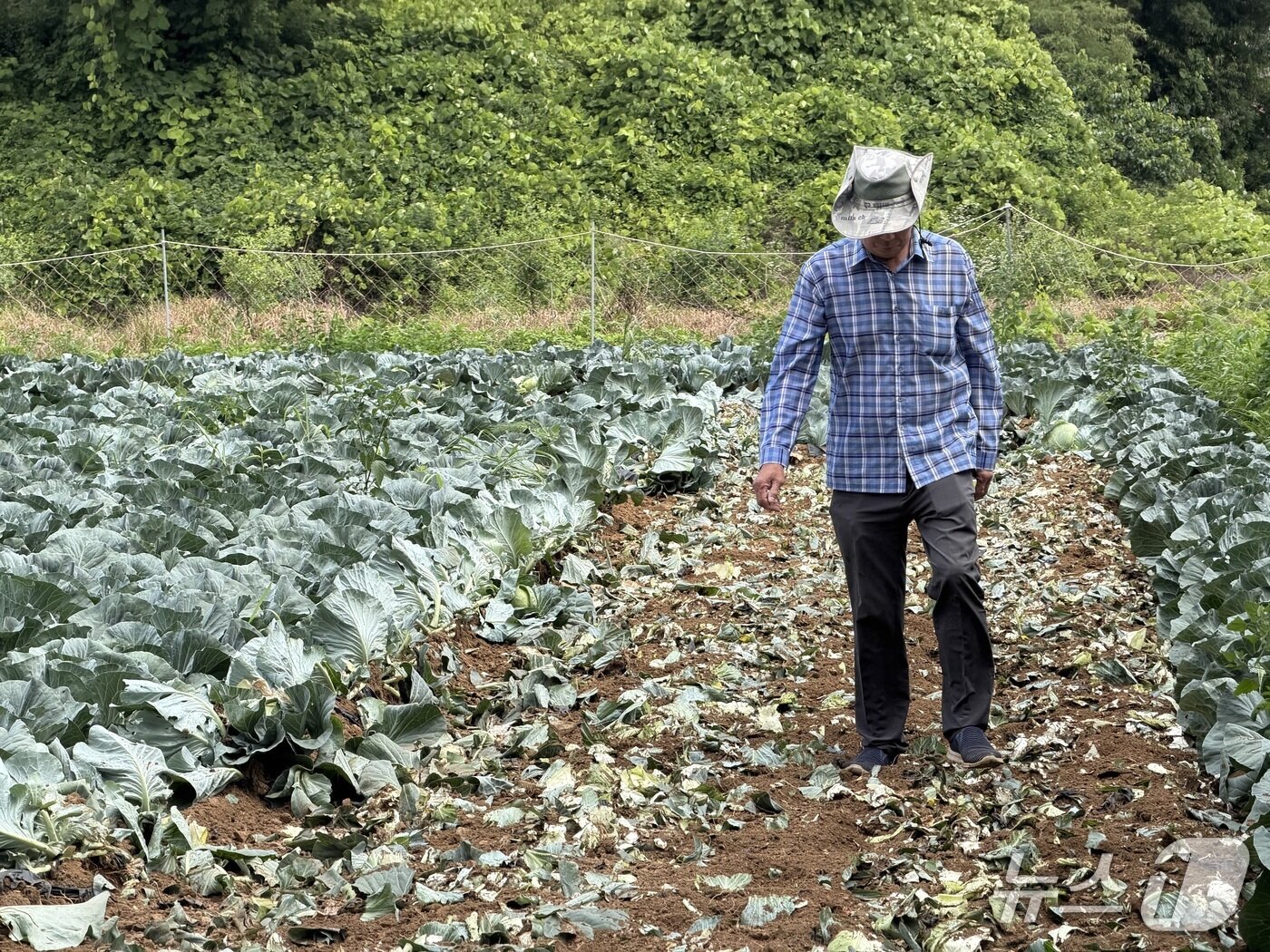 본문 이미지 - 2일 오후 2시쯤 충북 청주시 상당구 미원면의 한 양배추밭에서 한 농민이 양배추를 살피고 있다.2026.7.2/뉴스1