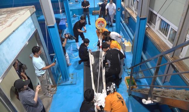 상처 입은 채 강릉항 맴돌던 남방큰돌고래 '안목이' 구조 성공