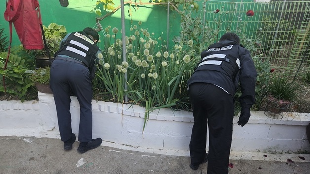사천해경, 양귀비 불법 재배 20명 검거…868주 적발
