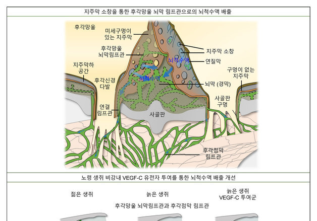 뇌 속 노폐물 어디로 빠질까…'숨은 배수구' 첫 발견