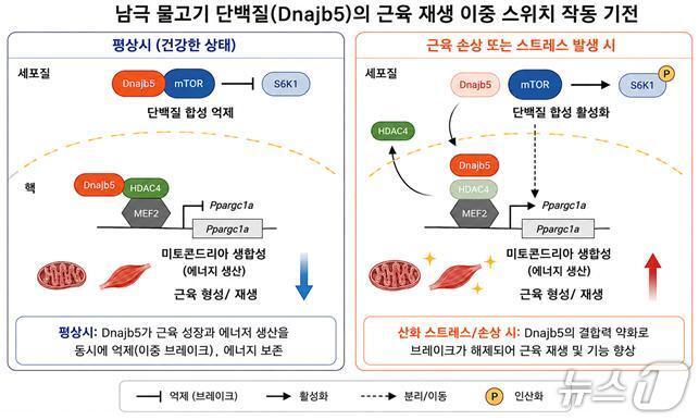 본문 이미지 - Dnajb5 단백질 작동 매커니즘(극지연구소 제공)
