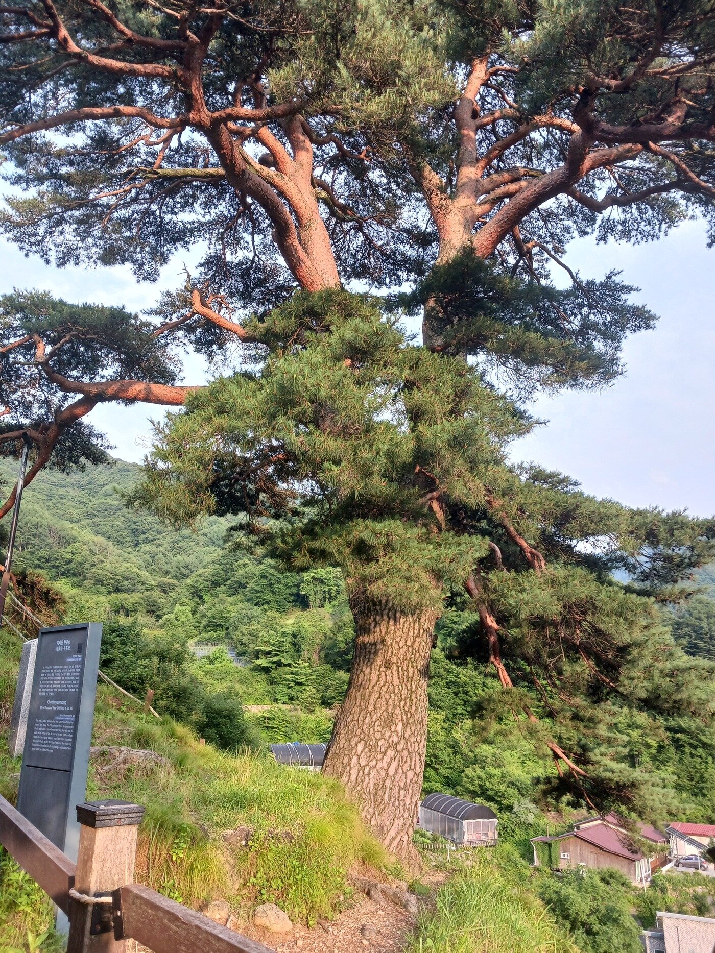 본문 이미지 - 와운의 상징이 된 천년송. 이름과 달리 수령은 500년 정도로 추정된다. 주민들이 신성시해 매년 당산제를 지내며  '한가지 소원은 꼭  들어준다'는  믿음으로 외지인들도 많이 찾는다. 위쪽에 한아시송이 있다.