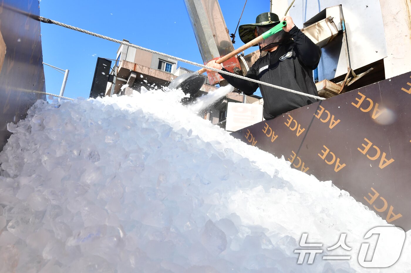 본문 이미지 - 경북 포항시 전역에 폭염특보가 발령된 22일 오전 경북 포항시 항구동 제빙공장에서 한 상인이 죽도시장 어물전에 판매할 얼음을 화물차에 싣고 있다. 2026.7.22 ⓒ 뉴스1 최창호 기자