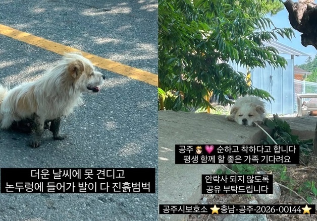 "한 달 전 버려진 아이래요"…국토대장정 20㎞ 죽기 살기로 따라온 유기견