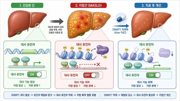 술 안 마셔도 쌓인 지방간, 유전자 문제였다…새 치료법 청신호