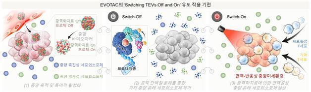 암 키우는 신호 끄고 공격 신호 켠다…'항암 나노스위치' 개발